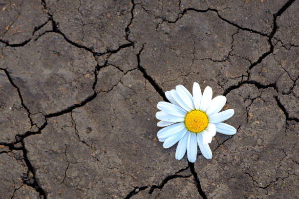 istock chamomile flower is located on cracked soil 1317789325