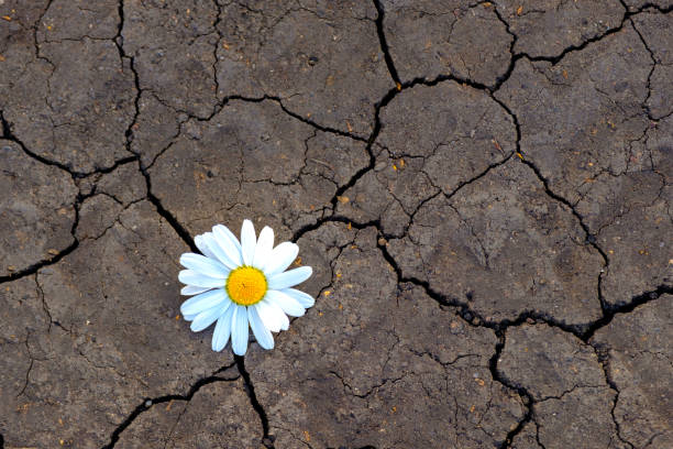 delicate chamomile flower against the background of cracked earth delicate chamomile flower against the background of cracked earth. climate change threat climate crisis photos stock pictures, royalty-free photos & images