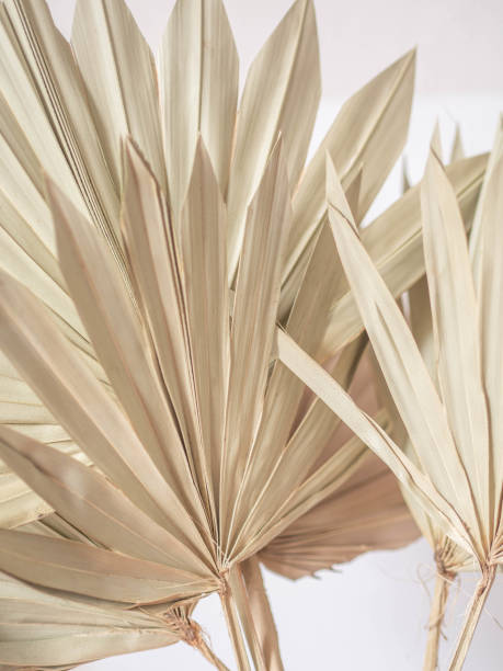 istock Dried fan shaped tropical palm tree leafs 1317791742