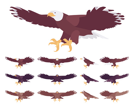 Eagle set, large powerful bird with massive wings in flight. Wildlife study, ornithology and birdwatching concept. Vector flat style cartoon illustration isolated on white background, different views