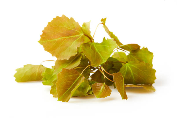 European aspen (Populus tremula) branch, (European aspen, or quaking aspen) isolated on white backround