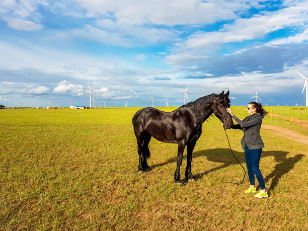 xilinhot - une femme dans les baskets jaunes se penchant apprivoisant un cheval frison noir sur une vaste prairie à xilinhot, mongolie intérieure - horse black stallion friesian horse photos et images de collection