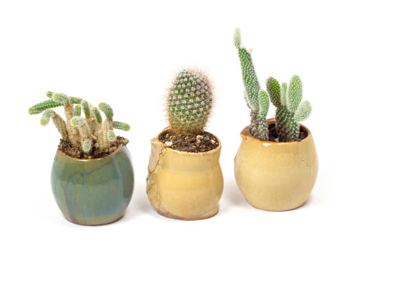 istock three small potted cactus plants in small flower pots - on a white background 1317795458