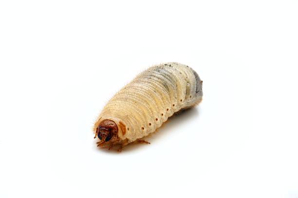Close-up of a Rose chafer Grub