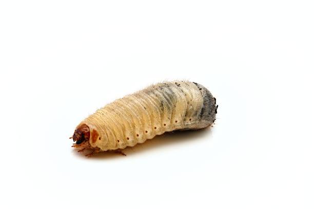 istock Close-up of a Rose chafer Grub 1317795519