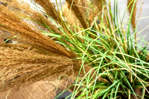 istock Dried Ornamental Plants 1317795554