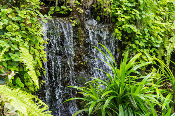 istock Waterfalls decorate the front and backyard. Water gardens inside the house. 1317796733