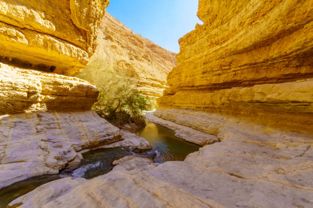 istock Upper pools, Arugot stream, Ein Gedi Nature Reserve 1317797221
