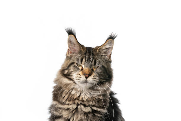 istock angry maine coon cat looking at camera on white background 1317799961