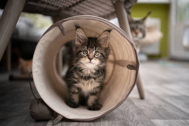 istock curious tabby maine coon kitten inside of cat tunnel 1317800038
