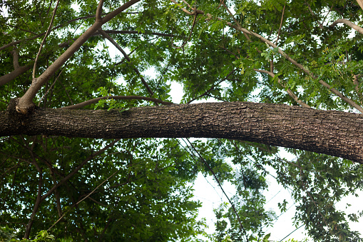 Huge branch of tamarind tree
