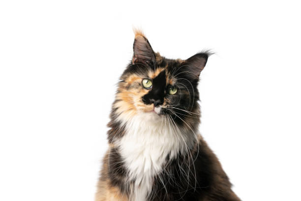 istock beautiful calico maine coon cat tilting head looking at camera 1317801261