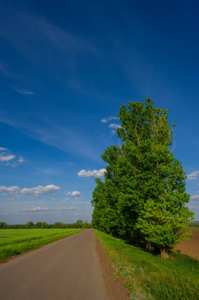 istock Road, wheat field and green poplar trees landscape 1317801637