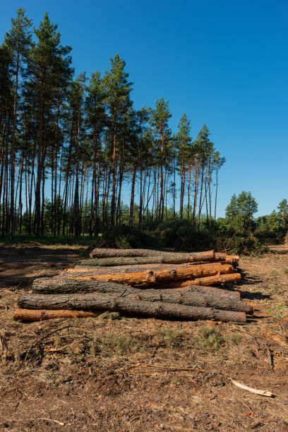 istock Pine tree felling in the forest, stacked trunks of cut trees. 1317801769