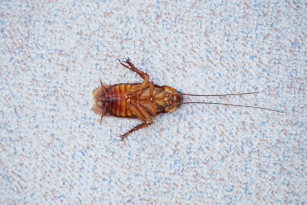 istock Cockroache dead on floor in the house. 1317801802