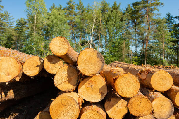 istock Pine tree felling in the forest, stacked trunks of cut trees. 1317801843