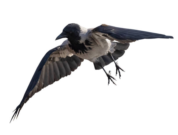 istock gray crow bird with large black wings 1317802078
