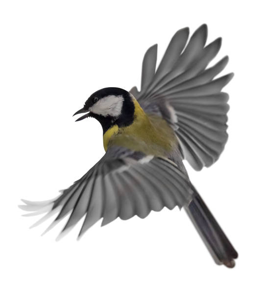 istock flight of isolated on white gold great tit 1317802083