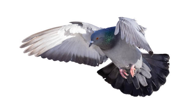 istock isolated on white flying rock dove 1317802100