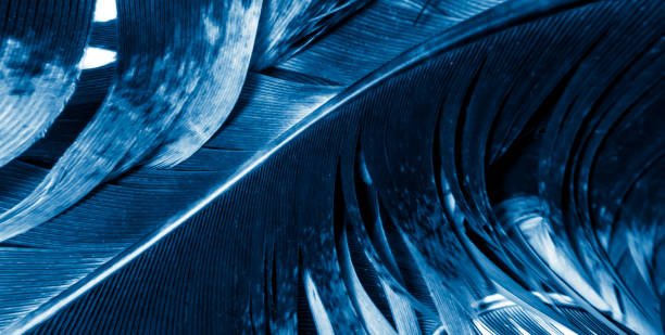 istock blue and black rooster feathers. background or texture 1317802762