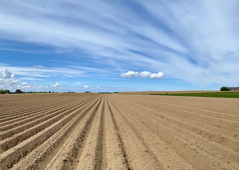 A freshly plowed farm field. Cultivated agricultural land. Landscape.