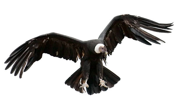 Andean Condor on white background Isolated Andean Condor condor stock pictures, royalty-free photos & images