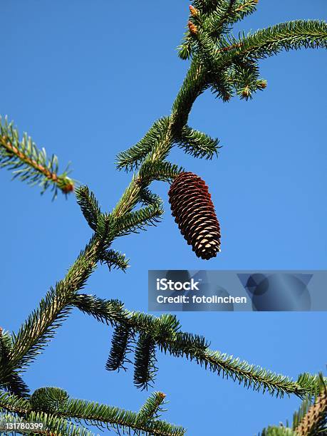 Hütchen Von Picea Abiesvirgate Stockfoto und mehr Bilder von Advent - Advent, Ast - Pflanzenbestandteil, Baum