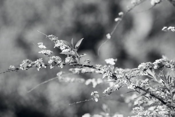 istock Black and white image of an ancient forest with light and shadow 1317804293