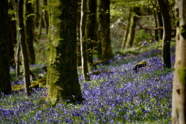 istock Bluebell woods in springtime, a beautiful spring landscape 1317804343