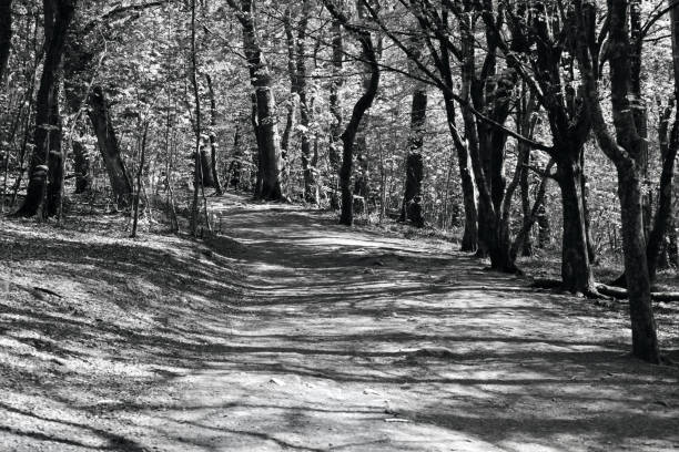 istock Black and white image of an ancient forest with light and shadow 1317804454