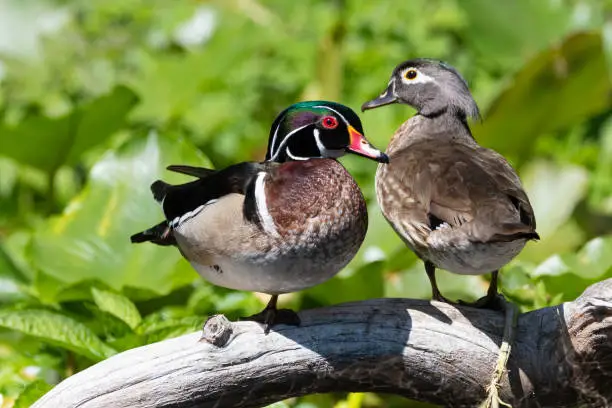 Male and female wood ducks on a log on the Silver River in Ocala, Florida.