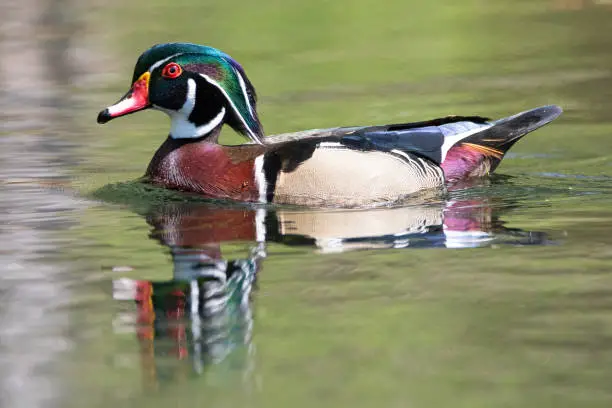 Wood duck swimming in clear water of the Silver River in Ocala, Florida.