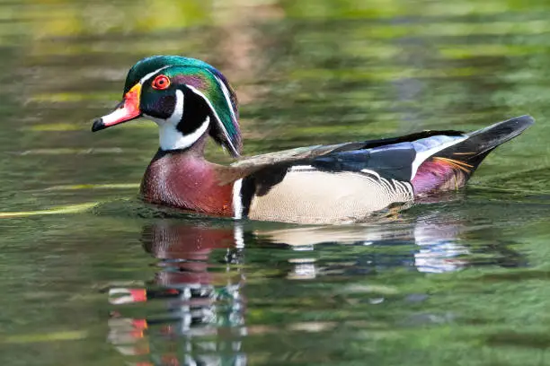 Wood duck swimming in clear water of the Silver River in Ocala, Florida.