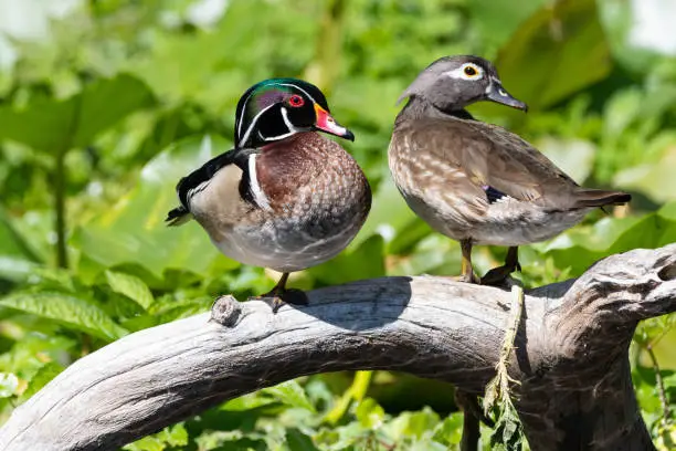 Male and female wood ducks on a log on the Silver River in Ocala, Florida.