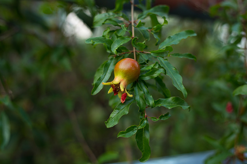 Young growing organic pomegranate