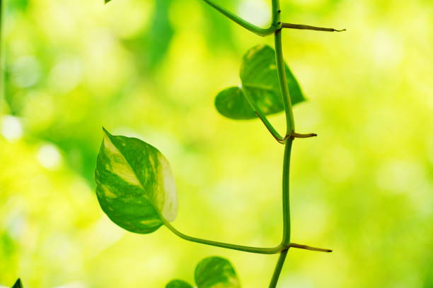 istock Spotted betel plant leaves 1317806649