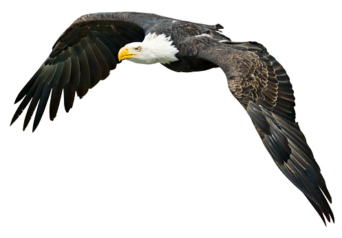 Flying bald eagle isolated with clipping path