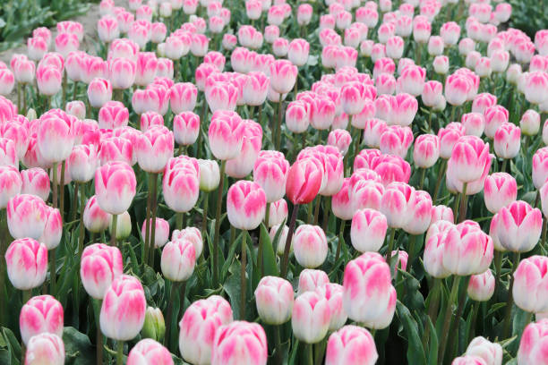 istock Tulip Fields in Noordoostpolder (Netherlands) in detail 1317807400