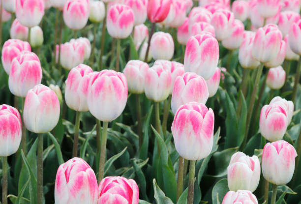 istock Tulip Fields in Noordoostpolder (Netherlands) in detail 1317807471