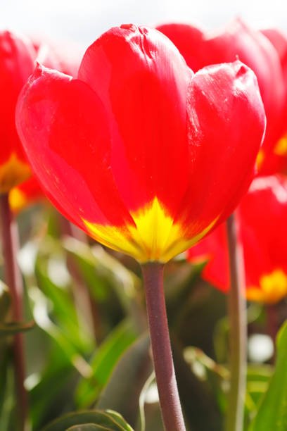 This is a collection of Tulip Fields in the Noordoostpolder (the Netherlands).