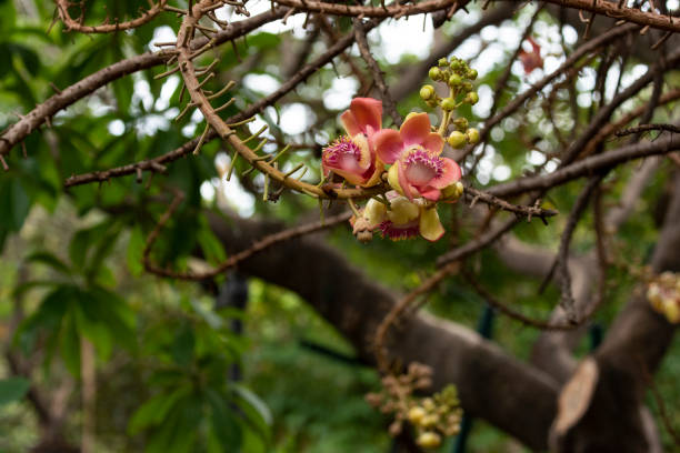 istock Flower of cannonball tree 1317807930