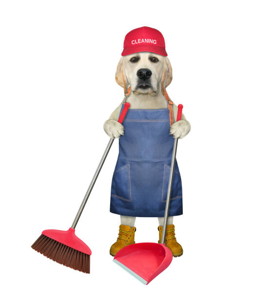 istock Dog labrador with broom and dustpan 1317810587