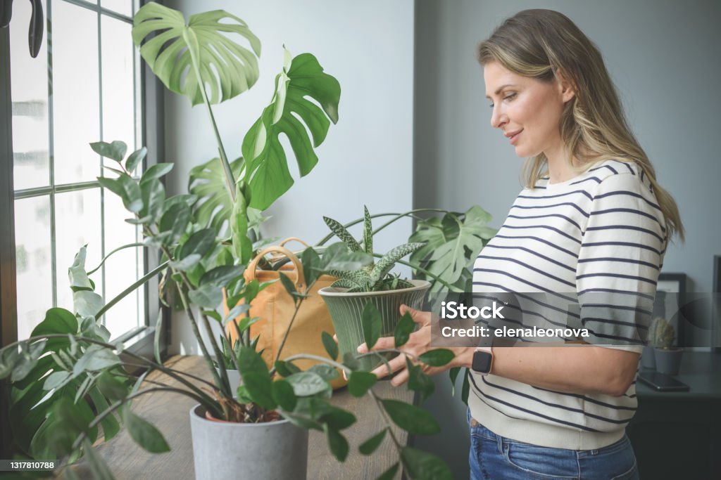 attractive middle aged woman with Potted Plant Fig Tree Stock Photo