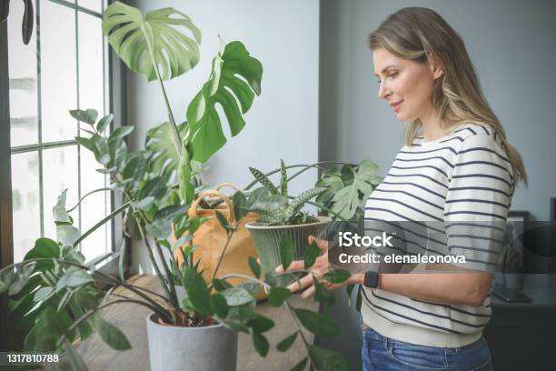 Attractive Middle Aged Woman With Potted Plant Stock Photo - Download Image Now - Fig Tree, Domestic Life, Home Office