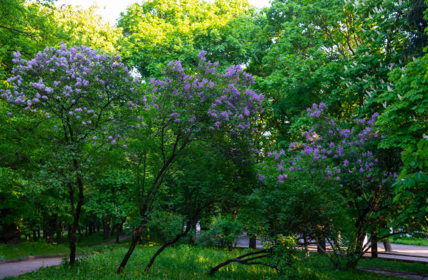 City park with flowering lilac and chestnut trees
