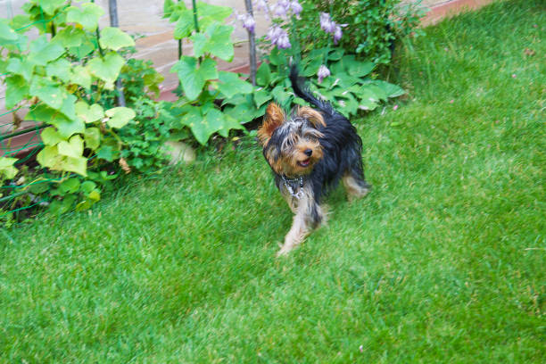 Yorkshire terrier puppy on the grass in the garden