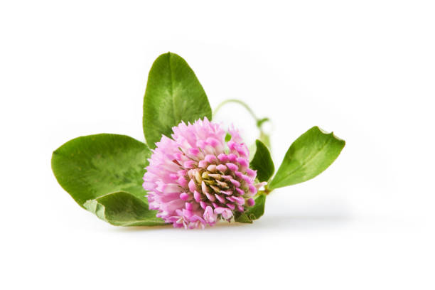 Trifolium pratense or Red clover isolated stock photo