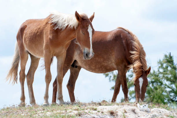 Grand Turk Island Wild Horses stock photo