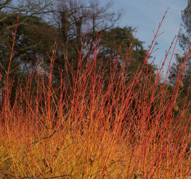 istock Red cornus or dogwood midwinter fire with copy space 1317811821