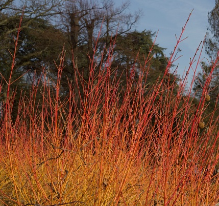 Red cornus or dogwood midwinter fire with copy space